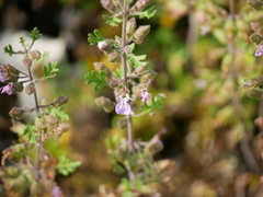 Teucrium botrys