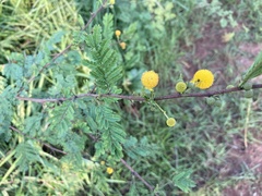 Vachellia seyal