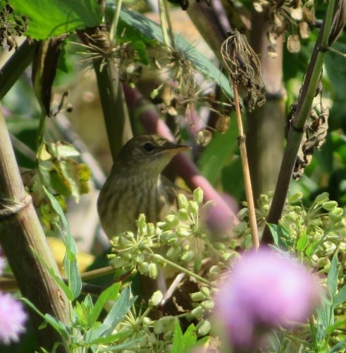 Common Grasshopper Warbler (Locustella naevia), photo 4