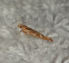 Pyroderces argyrogrammos