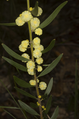 Acacia venulosa