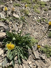 Leontodon caucasicus