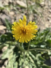 Leontodon caucasicus