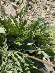 Leontodon caucasicus