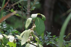 Actinidia eriantha