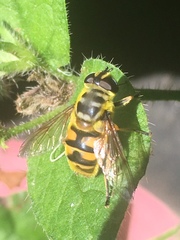 Myathropa florea