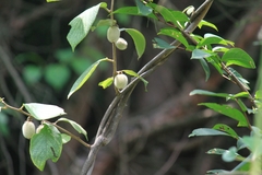 Actinidia eriantha