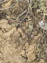 Angaracris barabensis