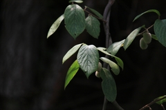 Actinidia eriantha