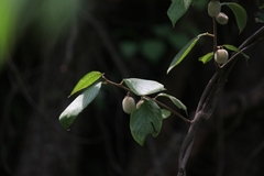 Actinidia eriantha