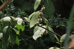 Actinidia eriantha