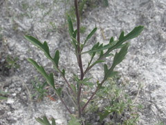 Brassica elongata pinnatifida