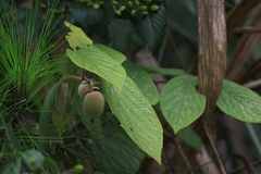 Actinidia eriantha