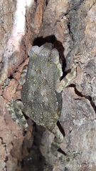 Duttaphrynus stomaticus