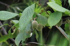 Actinidia eriantha