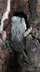 Duttaphrynus stomaticus