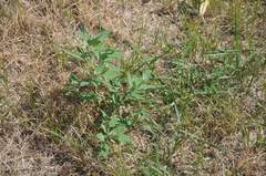 Chenopodium album