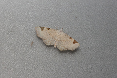 Prolophota trigonifera