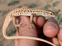 Ophisops elegans elegans