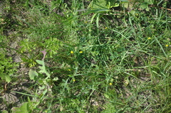 Medicago lupulina