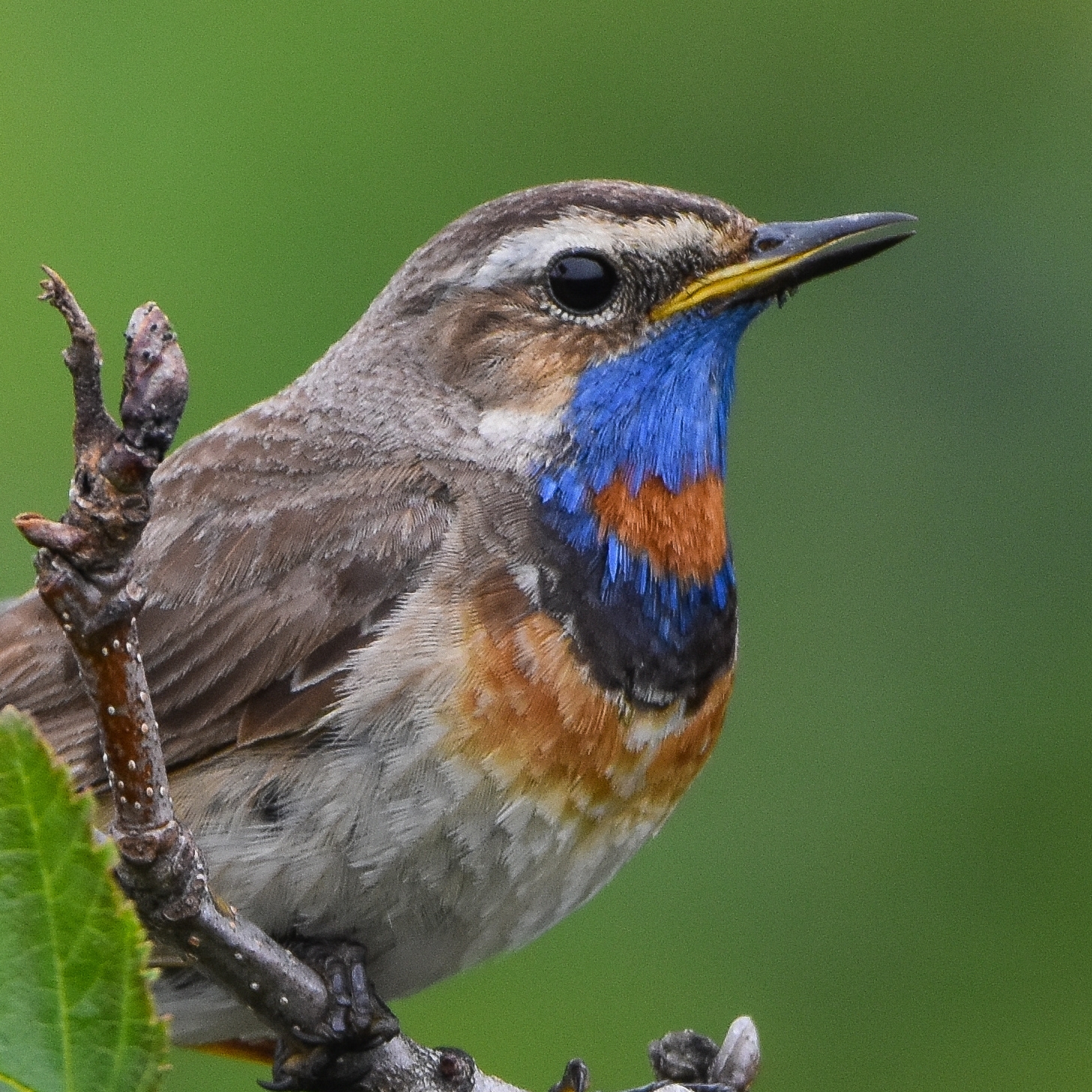 Bluethroat (Luscinia svecica)