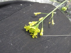 Brassica elongata pinnatifida