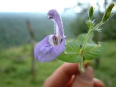 Brillantaisia