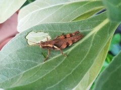 Xenocatantops brachycerus