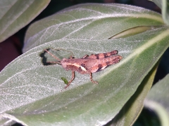 Xenocatantops brachycerus