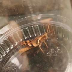 Xenocatantops brachycerus