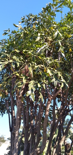 Cussonia nicholsonii, photograph 4