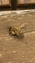 Apis mellifera