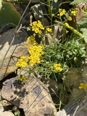 Draba hispida