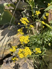 Draba hispida