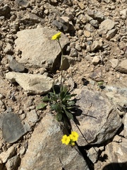 Draba hispida