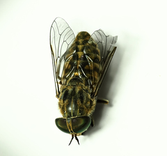 Tabanus bromius