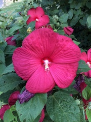 Hibiscus moscheutos