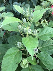Hibiscus moscheutos