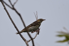Anthus gustavi