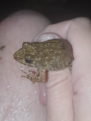 Glandirana emeljanovi