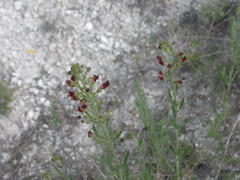 Scrophularia cretacea
