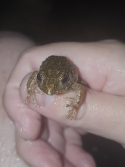 Glandirana emeljanovi