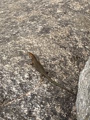 Archaeolacerta bedriagae