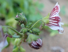 Nemesia bicornis