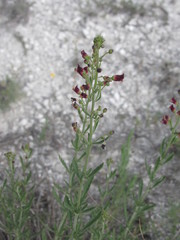 Scrophularia cretacea