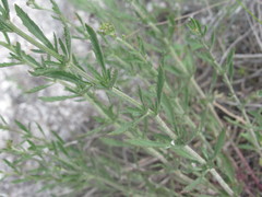 Scrophularia cretacea