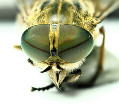 Tabanus bromius
