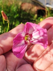 Convolvulus chinensis