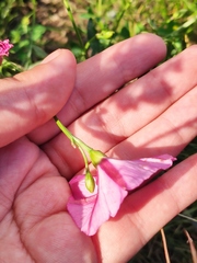 Convolvulus chinensis