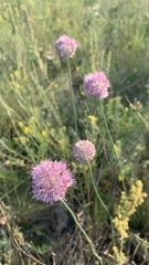 Allium lineare